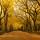 Where to See the Best Fall Foliage in Manhattan