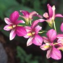 orchid show at New York Botanical Garden