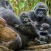 free admission days to NYC museumss and zoos